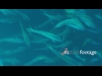 Kingfish School 1329